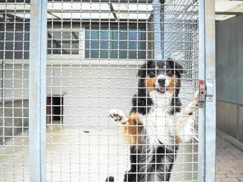 Tierheim Bochum: Stadt äußert sich zur Verunsicherung. Tierheim soll abgerissen werden für ein Fußballstadion.