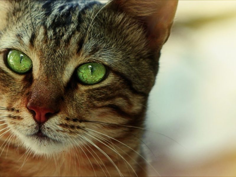 Vor einem Netto in Oberhausen haben Tierschützer eine Katze gefunden (Symbolbild).