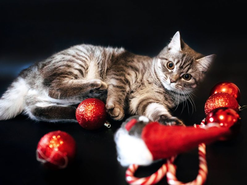 Tierheim Oberhausen sucht für beeinträchtige Katze ein neues zu Hause (Symbolbild)