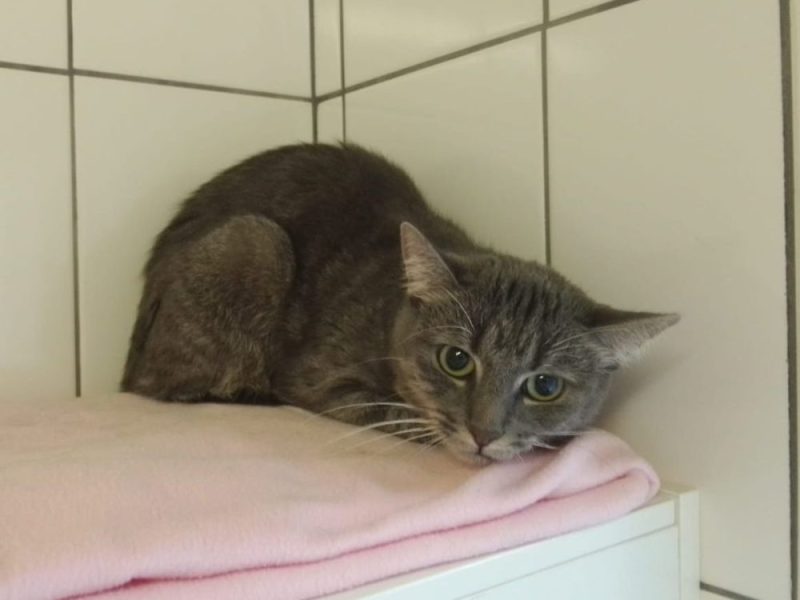 NRW: Katzen verwahrlost in Wohnung gefunden. Tierfreunde sind entsetzt.