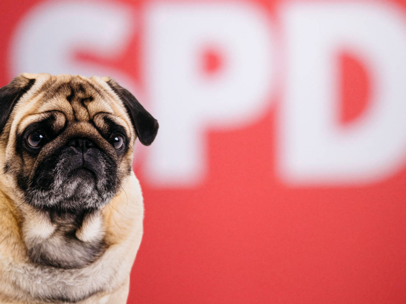 Für den SPD-Parteitag werden viele Anträge eingereicht. Einer sticht besonders heraus. Kommt es zum Mops-Verbot?