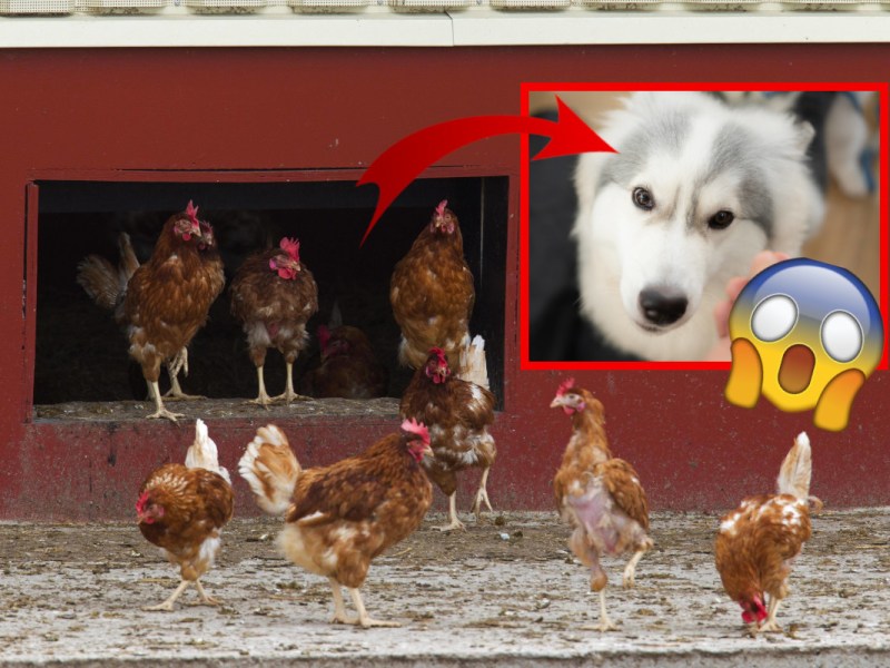 Duisburg Hund Huehner