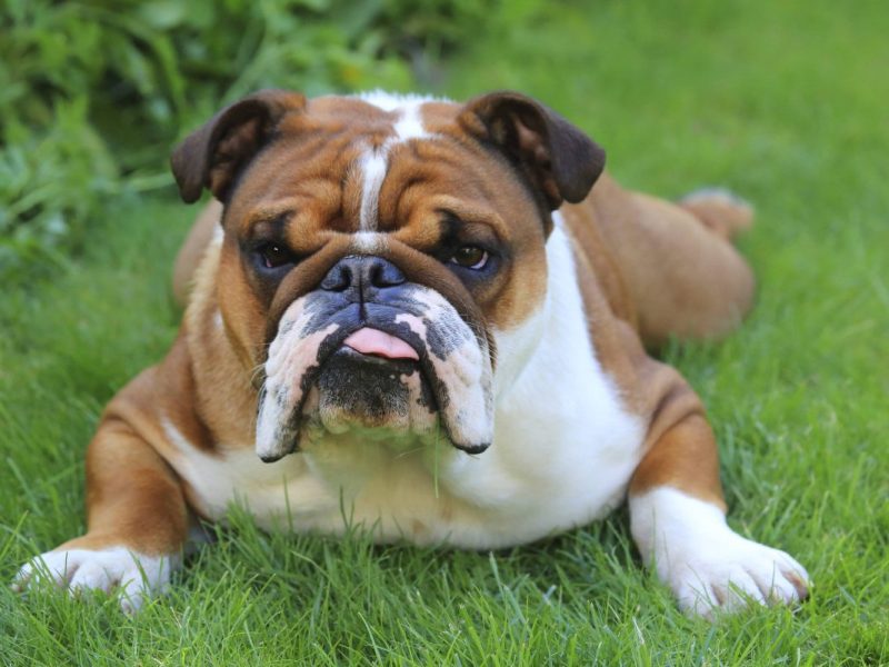 Dieser Hund hat das nicht verdient: Er wurde schwer misshandelt. Ist sein Halter schuld?