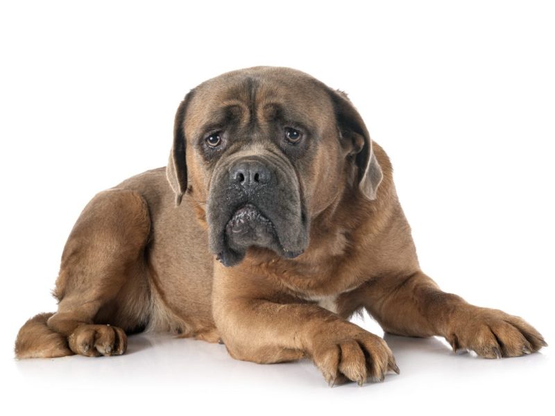 Aufruf vom Tierheim Essen.