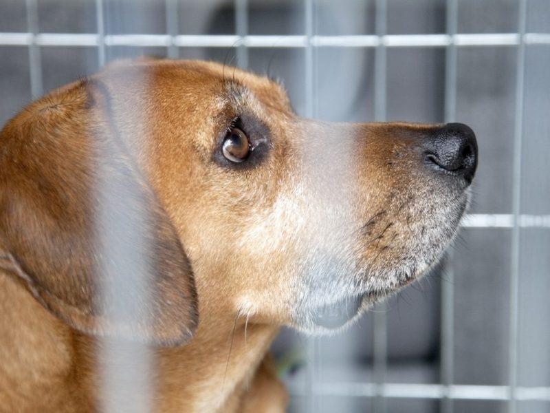 Ein Hund in NRW musste Schreckliches erleben. Nun wartet er auf eine neue Familie