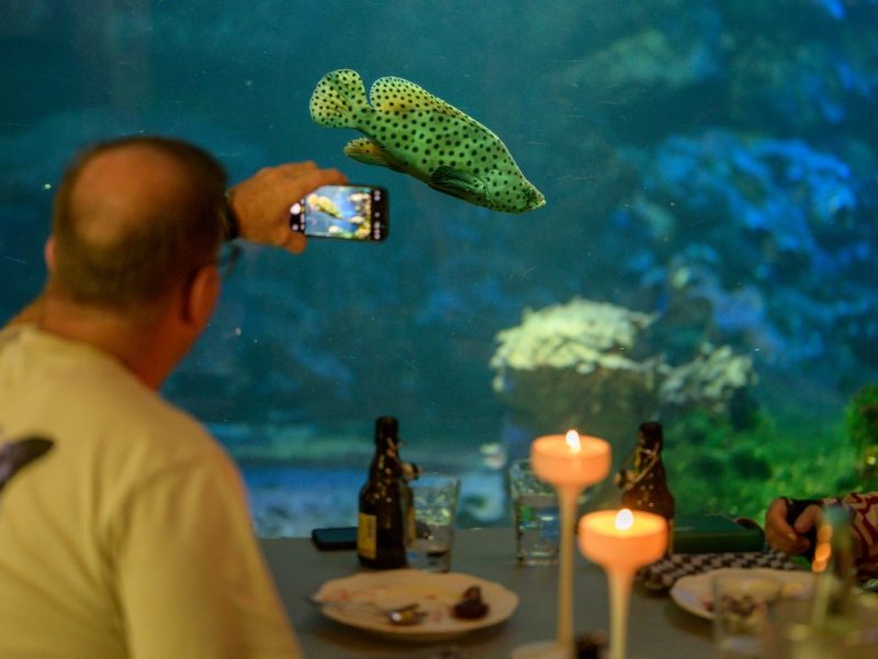 Das Tierpark Bochum hat sich zur Weihnachtszeit ein Highlight einfallen lassen. Einen Haken gibt es jedoch