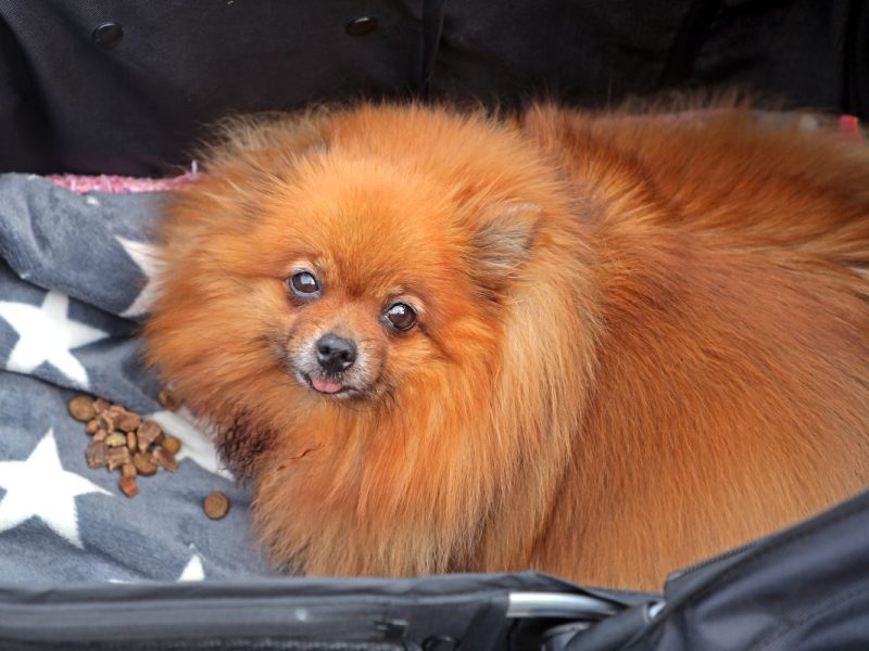 Ein Hund in NRW wurde tagelang in einer Wohnung eingesperrt.