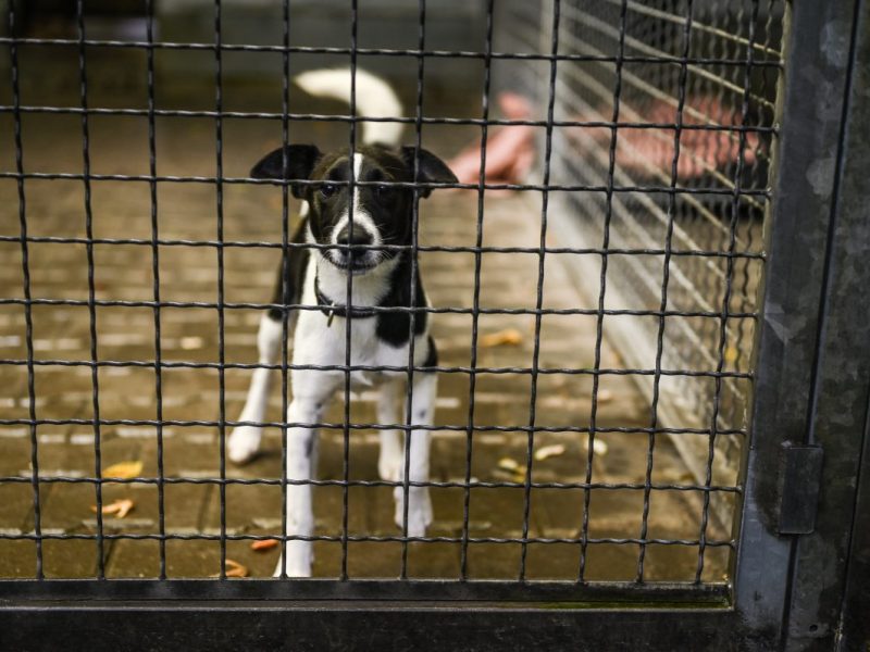 Ein Tierheim in NRW berichtet von einem Hunde-Schicksal. (Symbolfoto)