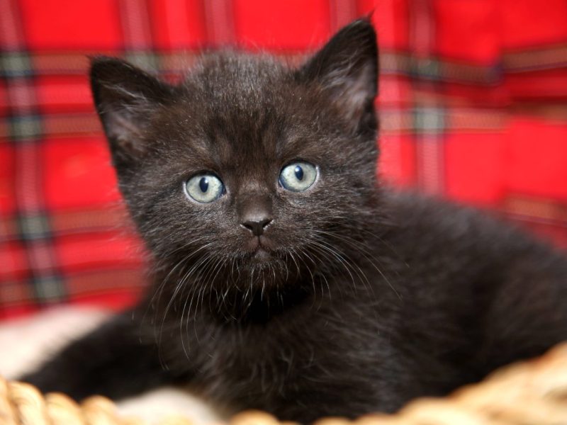 Tierheim Bochum erreicht herzerwärmende Nachricht von Familie. (Symbolbild)