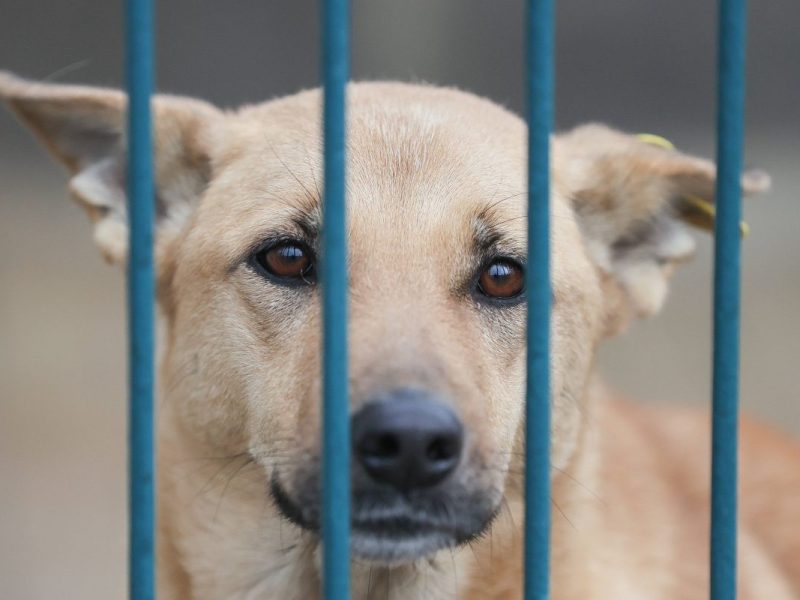 Tierheim in NRW: Mitarbeitende erhalten Post mit Riesen-Spende