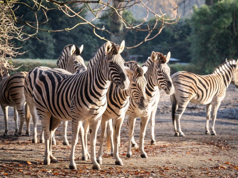 Zoo Duisburg: dieses Ereignis rührt zu Tränen