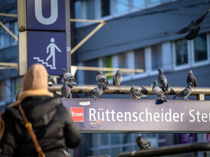 In Essen sind Anwohner auf 180, weil Tauben für viel Dreck sorgen.