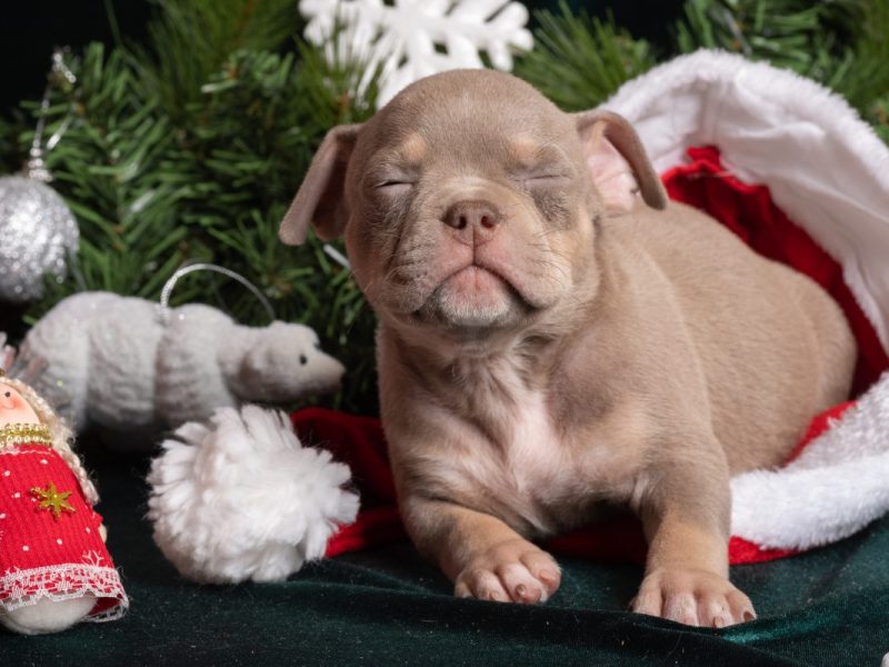 Tierheim in NRW bekommt Besuch von jungem Mädchen. Was sie mitgebracht hat, führt zu Tränen.