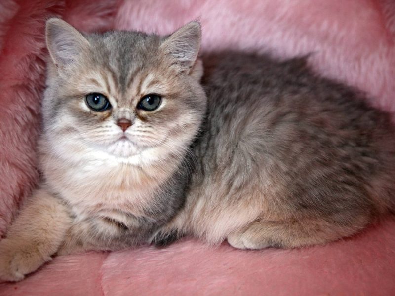 Eine Perser-Katze in NRW sucht ein neues Zuhause. (Symbolfoto)