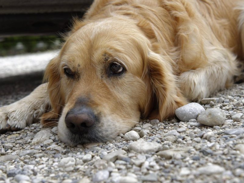 In Duisburg hat das Tierheim einen traurigen Fund gemacht.