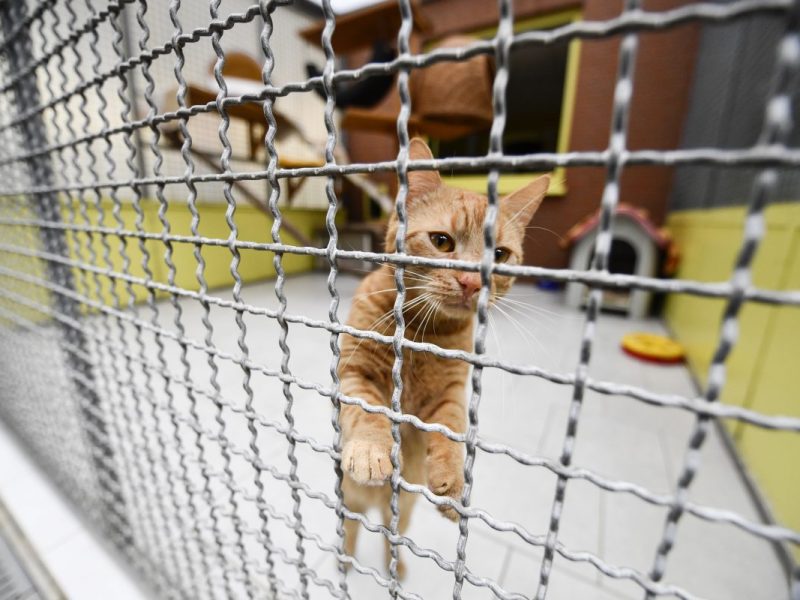 Das Tierheim Bochum meldet sich nach der Silvesternacht mit einer bewegenden Nachricht.