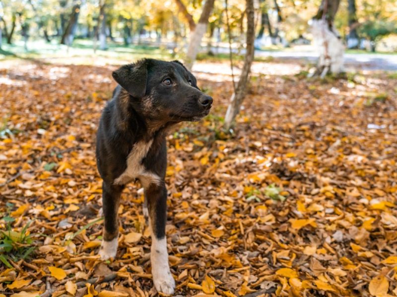 Dieser Hund in NRW musste in seinem Leben bereits Schlimmes erleiden.