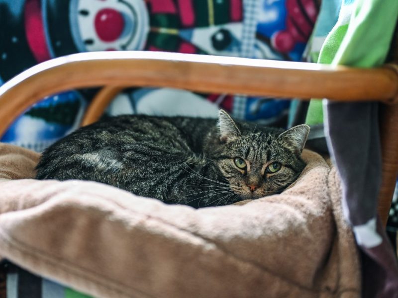 Tierheim Bochum: Katze nach Vermittlung wieder da