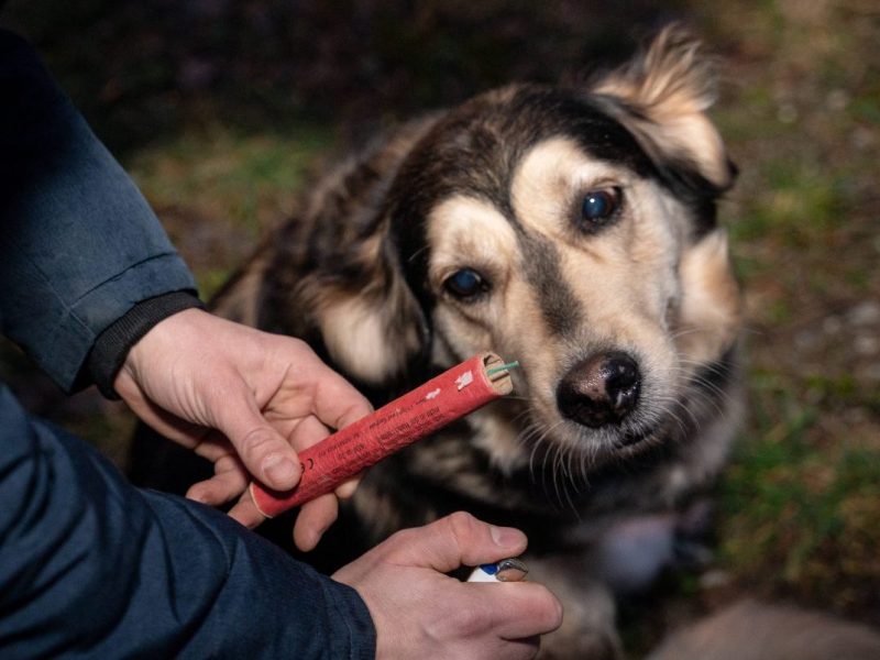 Angst an Silvester: Viele Hunde geraten in Panik.
