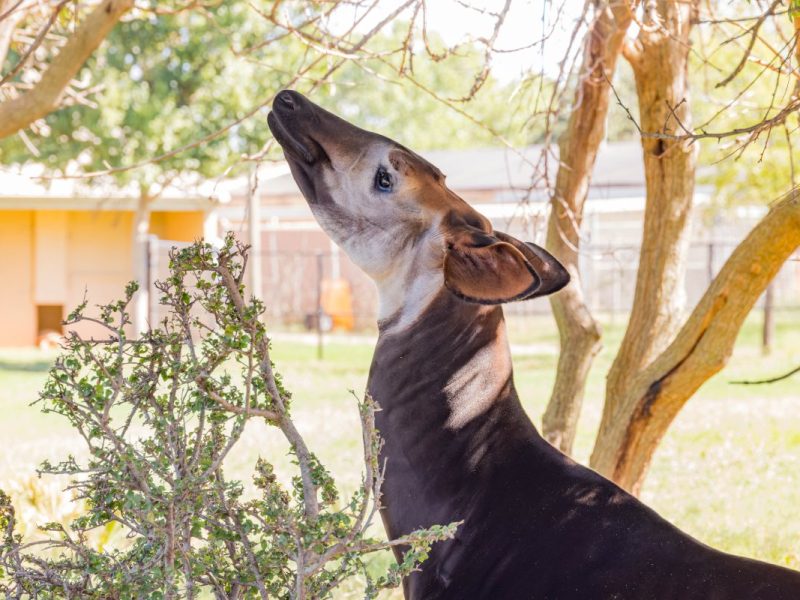Dieser Zoo in NRW verkündet eine bittersüße Botschaft.