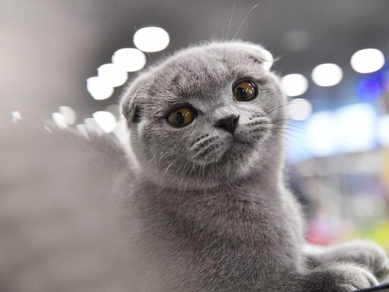 In einem Tierheim in NRW wurde eine Fundkatze abgegeben, die Tierschützer vermuten lässt.