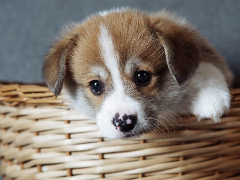 Ältere Frau ändert kurz vorm Tod ihr Testament und hinterlässt ihren Haustieren sehr viel Geld.