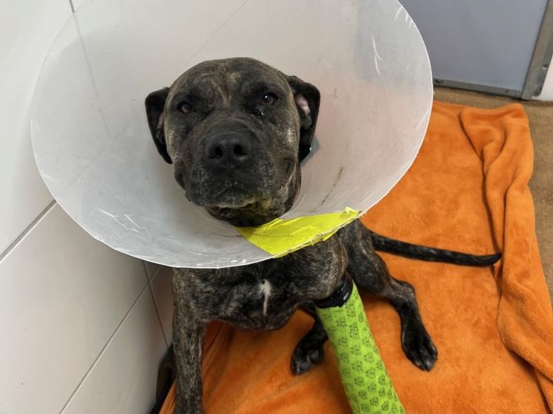 Hund in NRW springt aus Fenster.