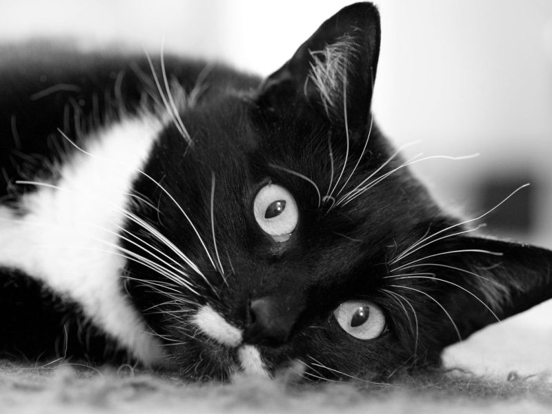 Die Mitarbeiter des Tierheims aus NRW können das nicht länger mitansehen.