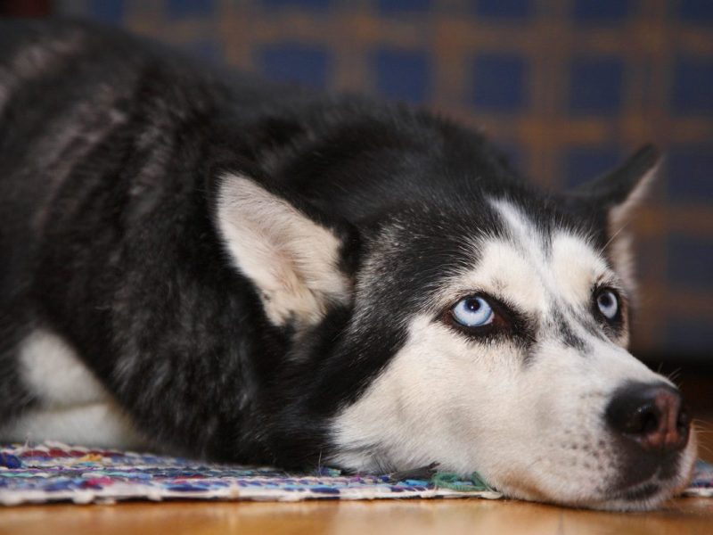 Für die Mitarbeiter des Tierheims in Bochum sind solche Momente schrecklich.