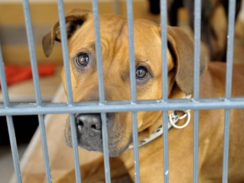 Der Tierschutzverein Oberhausen schlägt Alarm.