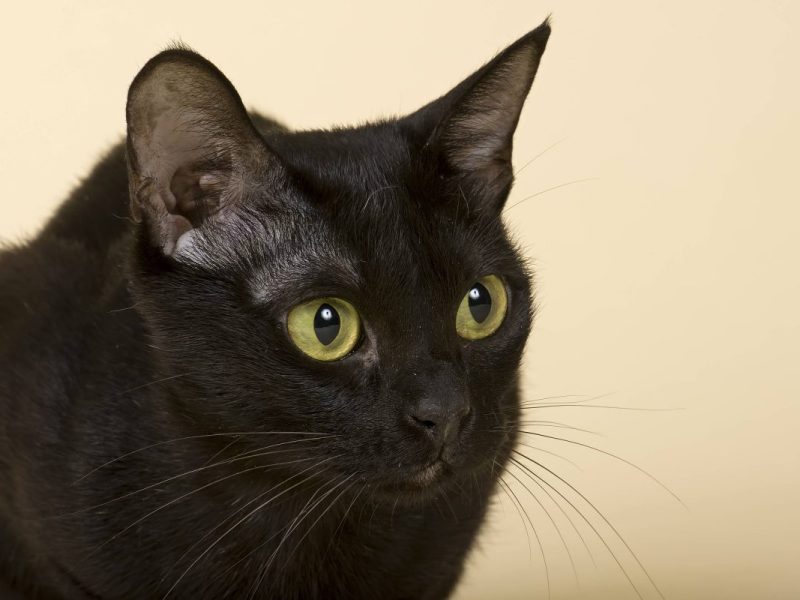 Das Schicksal der Katze aus dem Tierheim in NRW ist bewegend.