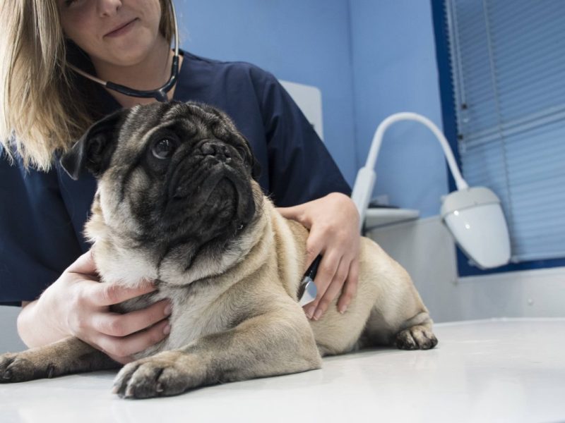 Halter von Hund, Katze und Co. sollten sich eine Sache ganz genau überlegen.