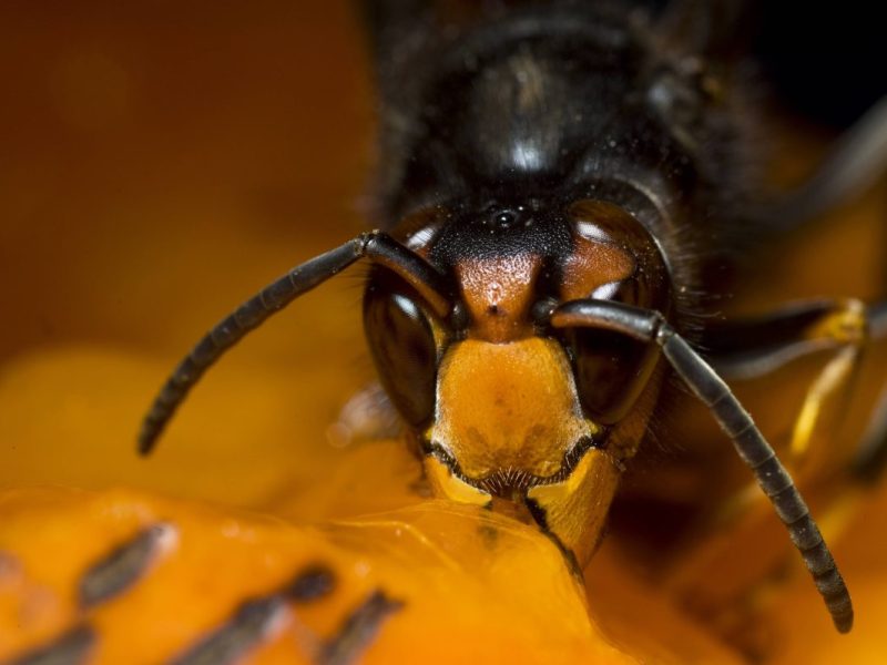 In Essen breitet sich gerade eine gefährliche Tierart aus.