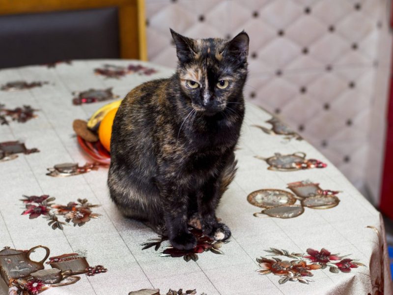 Tierheim in NRW berichtet von traurigem Schicksal.