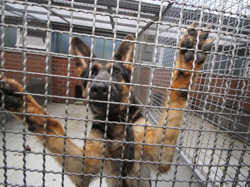 Tierheim Bochum: Hund abgeschoben