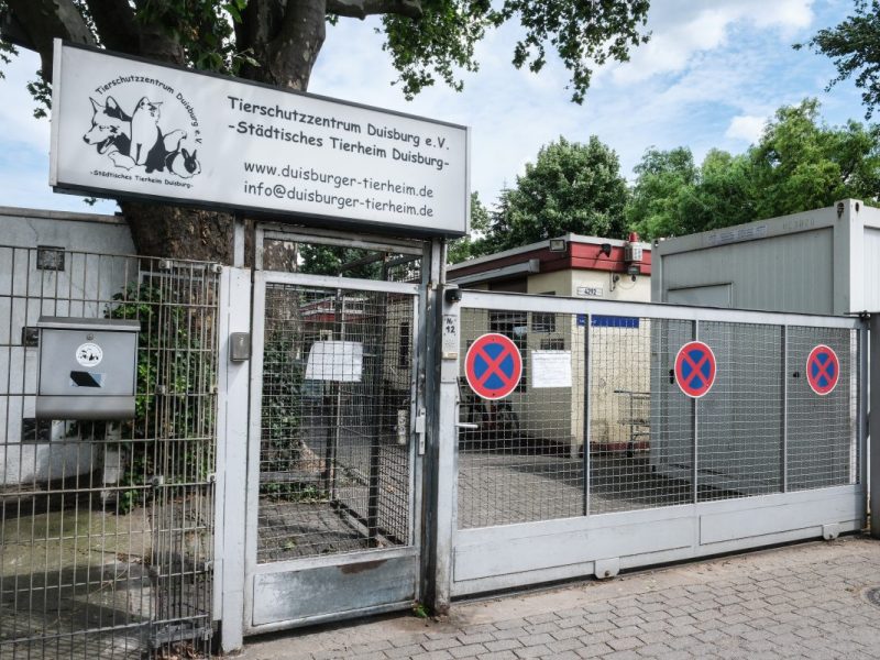 Das Tierheim Duisburg hat Tiere aufgenommen, deren Geschichte mittnimmt.