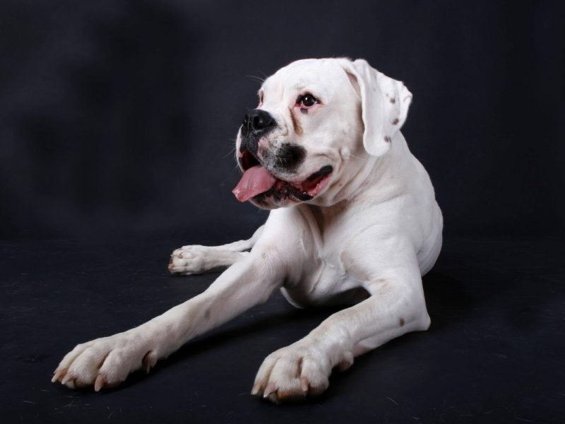 Dieser Hund aus Dortmund konnte aus einem Horror-Haushalt gerettet werden.