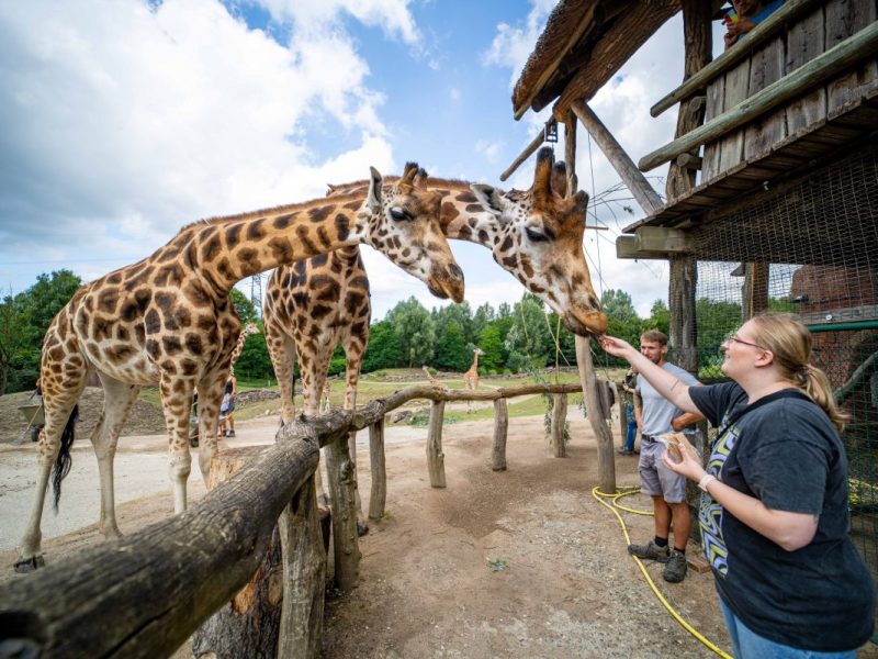 Zoom Gelsenkirchen: Zwillings-Geburt im Schlanklori-Gehege