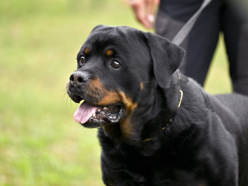 In Oberhausen sind die Hundehalter mehr als verärgert.