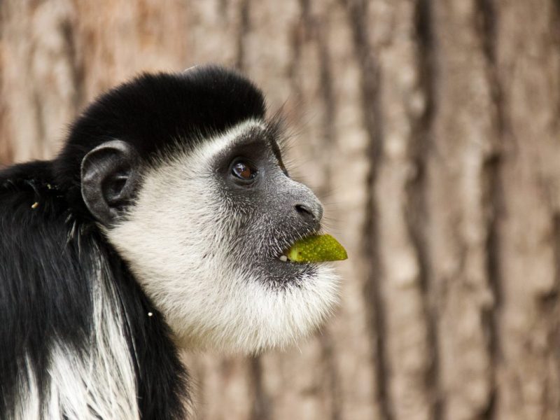 Für diesen Anblick in einem Zoo in NRW müssen Besucher schnell sein.