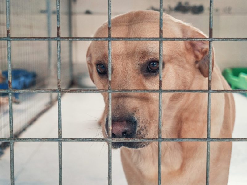 Das Tierheim in Bochum sucht ein neues Zuhause für Pedro (Symbolbild).