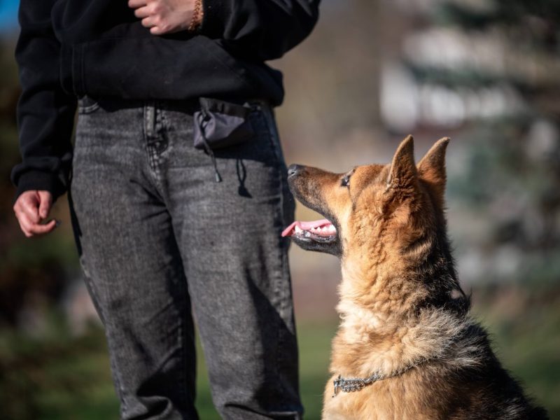 Hund in Duisburg soll einfach getötet werden.