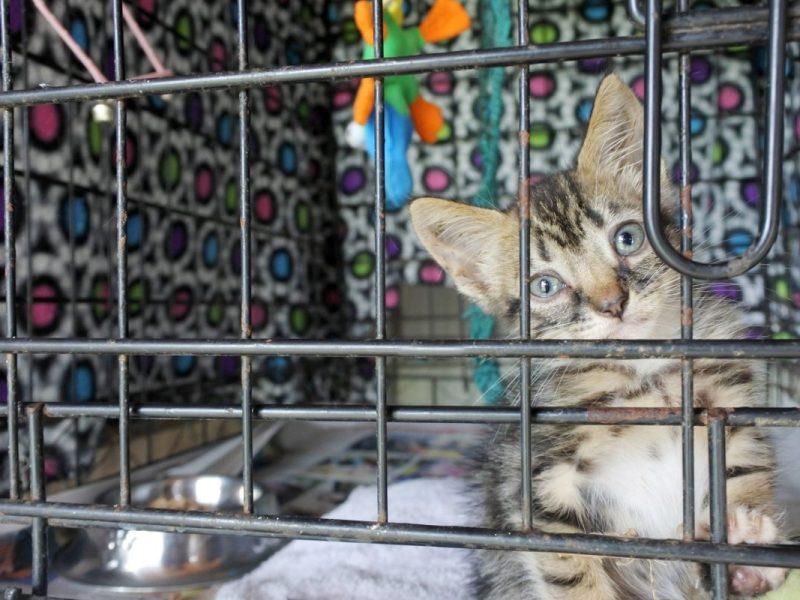 Bei diesem Tierheim in NRW erlebten die Mitarbeiter einen echten Katzen-Horror.