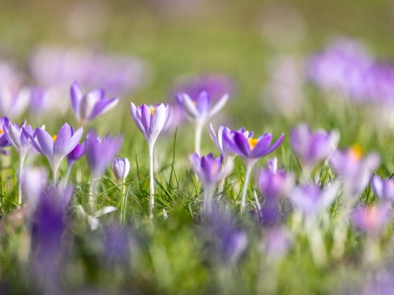 Das Wetter in NRW lässt selbst Experten verdutzen.