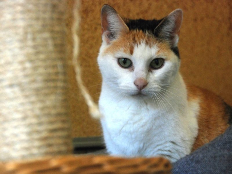 Eine Katzendame im Tierheim Duisburg sucht ein neues Zuhause. (Symbolfoto)