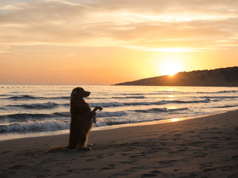 Hund am Strand bei Sonnenuntergang.