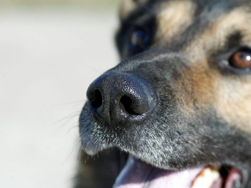 Das Tierheim Duisburg verkündet endlich diese Nachricht.