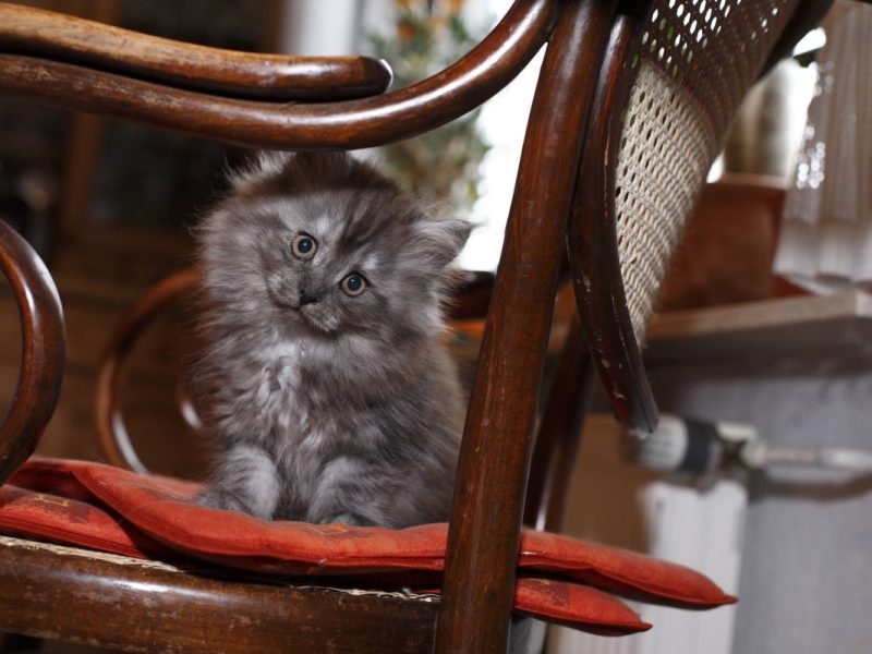 Tierheim in NRW: Junge Katze wird dreimal vermittelt und kommt dreimal wieder zurück.