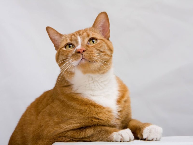 Das Tietheim Duisburg schockiert mit dieser Nachricht die User.