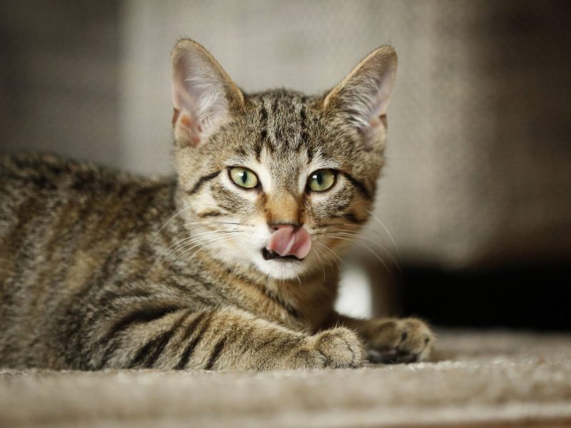 Ein Tierheim in NRW machte an den Mülltonnen einen entsetzlichen Fund.